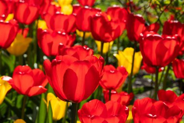 Güzel kırmızı ve sarı lale çiçekli tarla