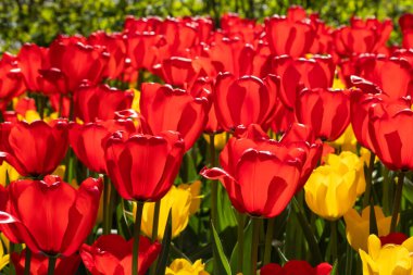 Güzel kırmızı ve sarı lale çiçekli tarla