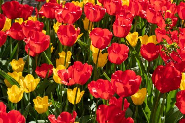 Güzel kırmızı ve sarı lale çiçekli tarla