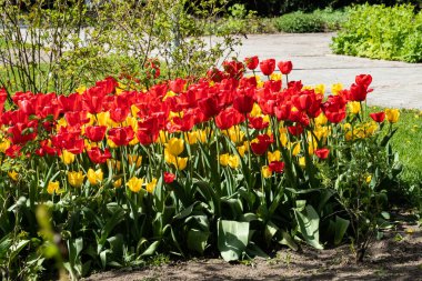 Şehir parkında çiçek tarhında sarı ve kırmızı lale çiçekleri