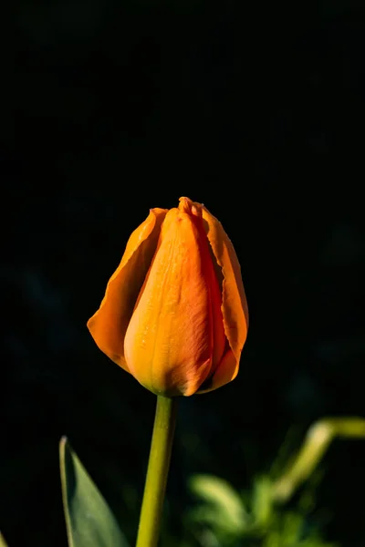 Leuchtend Orangefarbene Tulpenblüte Vor Schwarzem Hintergrund — Stockfoto