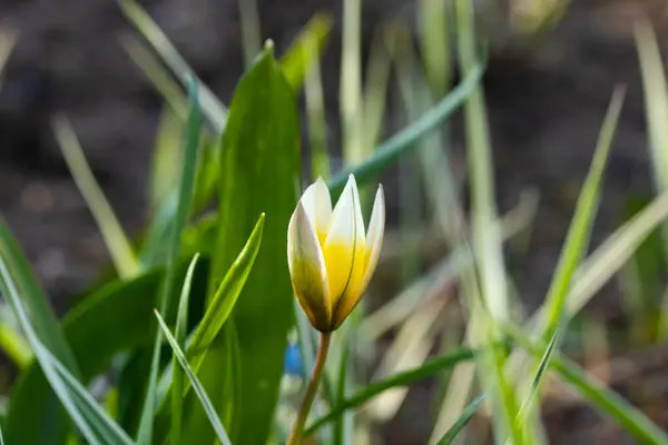 Hermosa Flor Amarilla Blanca Tulipán Salvaje Primavera — Foto de Stock