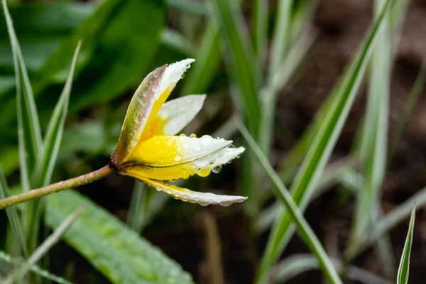 Hermosa Flor Amarilla Blanca Tulipán Salvaje Con Gotas Lluvia Primavera — Foto de Stock