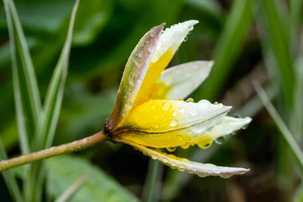 Bela Flor Amarelo Branca Tulipa Selvagem Com Gotas Chuva Primavera — Fotografia de Stock