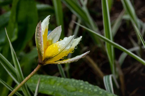 Hermosa Flor Amarilla Blanca Tulipán Salvaje Con Gotas Lluvia Primavera — Foto de Stock