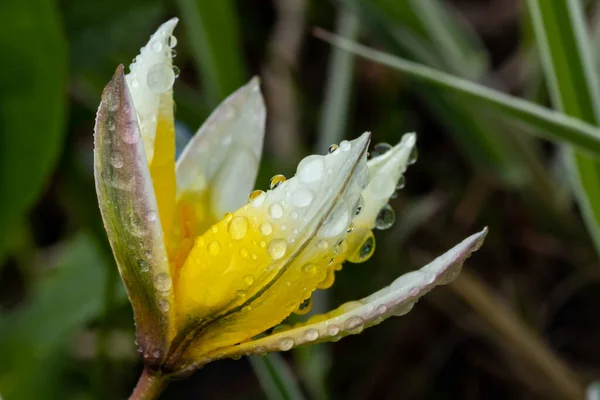 빗방울이 아름다운 노란색과 흰색의 — 스톡 사진