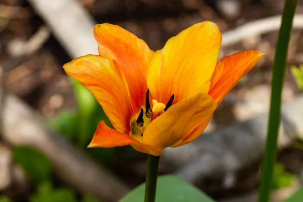 Ярко Желто Оранжевый Цветок Тюльпана Весеннем Саду — стоковое фото
