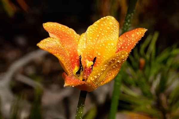 Ярко Желто Оранжевый Цветок Тюльпана Капельками Дождя Весеннем Саду — стоковое фото