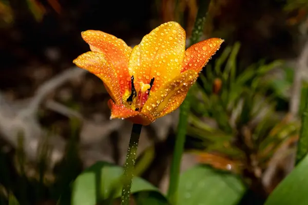Ярко Желто Оранжевый Цветок Тюльпана Капельками Дождя Весеннем Саду — стоковое фото