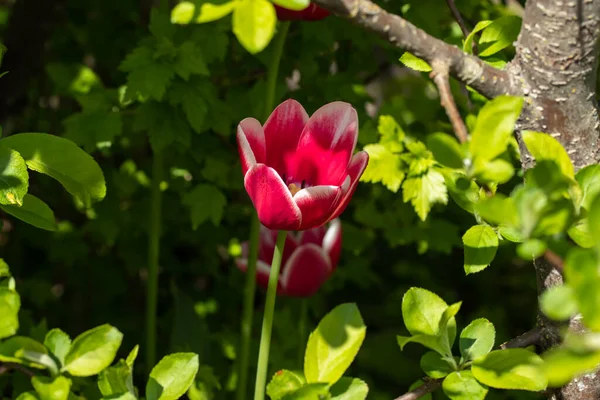 Bright red-white tulip blossom in spring garden