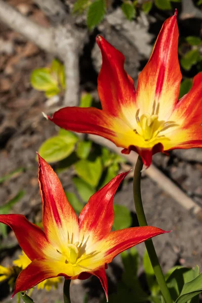 Fleur Tulipes Rouge Jaune Vif Dans Jardin Printemps — Photo