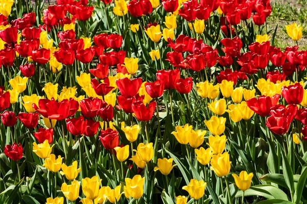 Field Beautiful Yellow Red Tulip Flowers — Stock Photo, Image