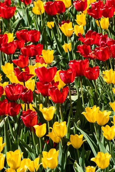 Field with beautiful yellow and red tulip flowers