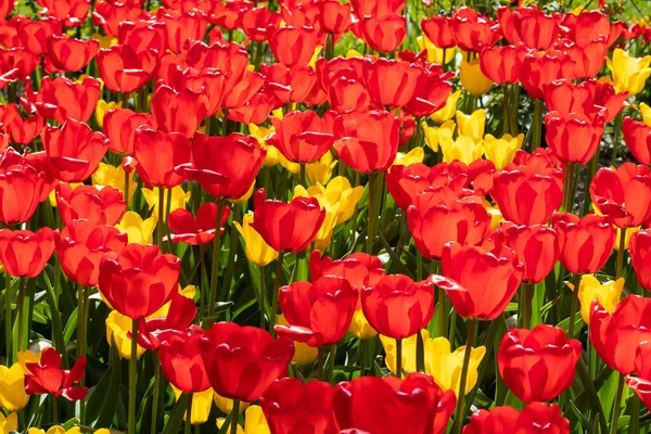 Güzel kırmızı ve sarı lale çiçekli tarla
