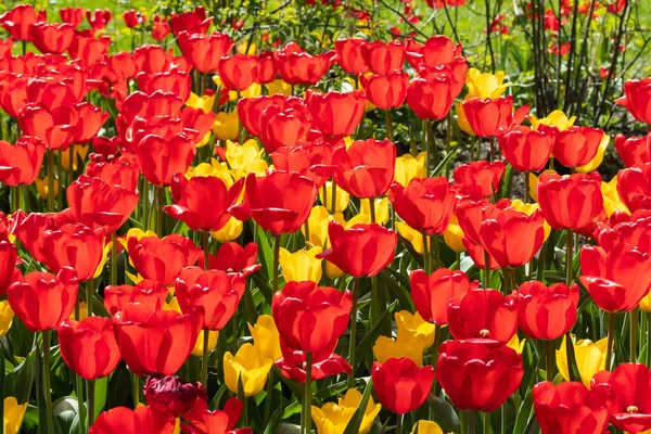 Güzel kırmızı ve sarı lale çiçekli tarla