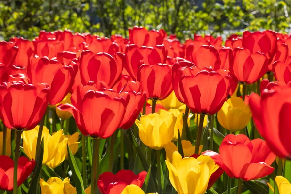Güzel kırmızı ve sarı lale çiçekli tarla