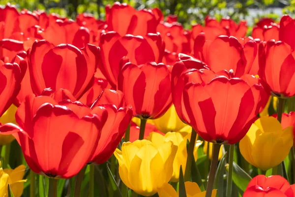 Güzel kırmızı ve sarı lale çiçekli tarla