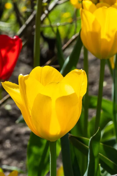 Желтые Красные Цветы Тюльпанов Клумбе Городском Парке — стоковое фото