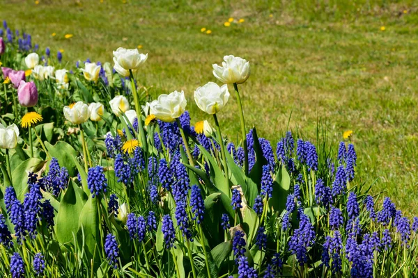 Białe Tulipany Niebieskie Kwiaty Muscari Kwietniku Parku Miejskim — Zdjęcie stockowe