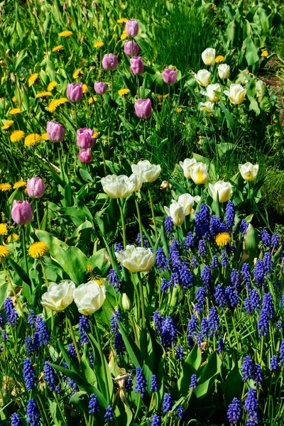 Tulipani Bianchi Fiori Blu Muscari Aiuola Nel Parco Cittadino — Foto Stock