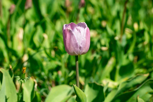 Şehir parkında çiçek tarhında mor lale çiçeği