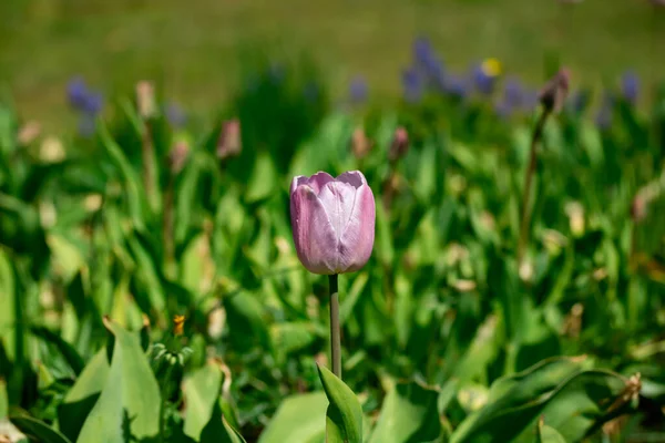 Şehir parkında çiçek tarhında mor lale çiçeği