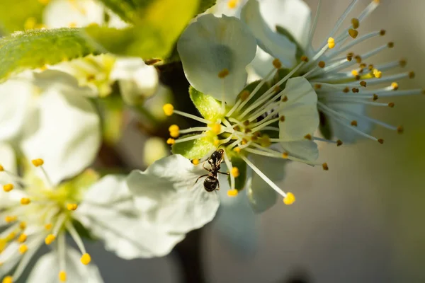 Schöne Weiße Kirschblüten Mit Ameise Garten — Stockfoto