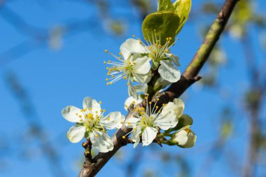 Bahçedeki güzel beyaz kiraz çiçekleri