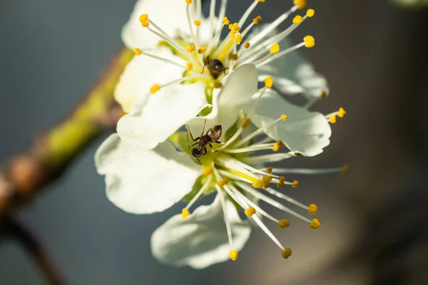 Beautiful White Cherry Flowers Ant Garden — Stock Photo, Image