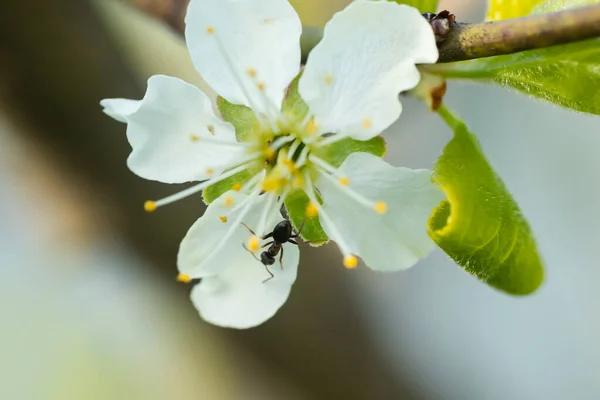 Lindas Flores Brancas Cereja Com Formiga Jardim — Fotografia de Stock