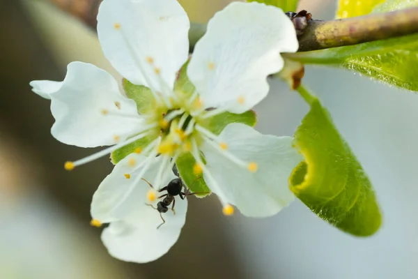 Vackra Vita Körsbärsblommor Med Myra Trädgården — Stockfoto