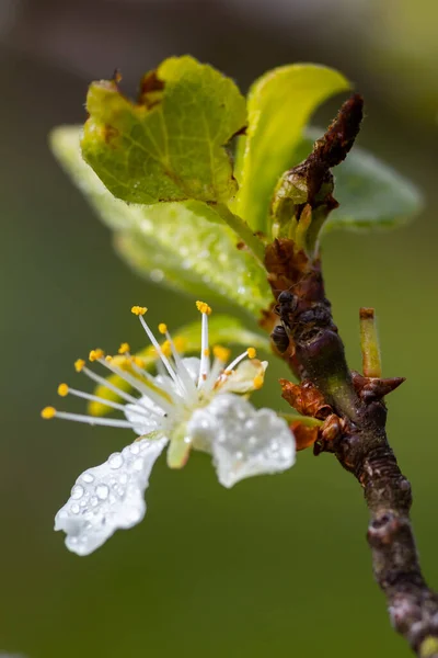 Schöne Weiße Kirschblüten Mit Regentropfen Und Ameise Garten — Stockfoto