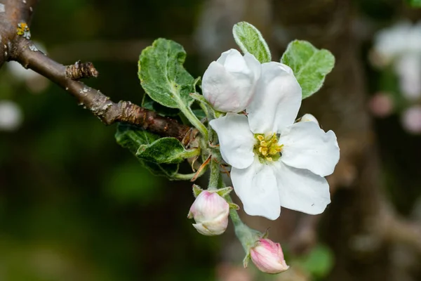 Flor Maçã Jardim Primavera — Fotografia de Stock