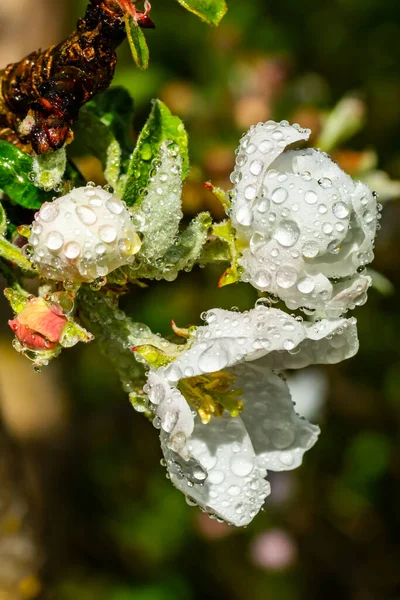 Apple Blossom Raindrops Garden Spring — Stock Photo, Image