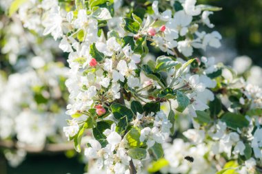 Baharda bahçede elma tomurcukları