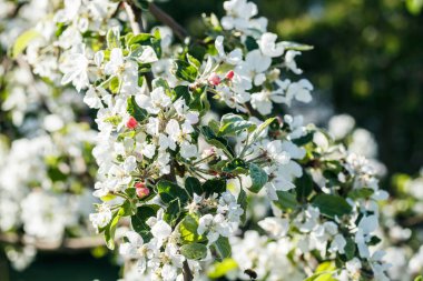 Baharda bahçede elma tomurcukları