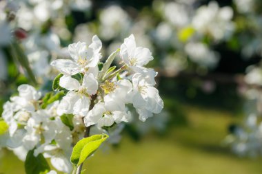 Baharda bahçede elma tomurcukları
