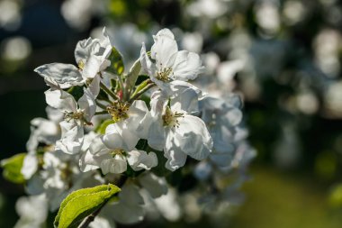 Baharda bahçede elma tomurcukları