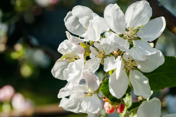 Baharda bahçede elma tomurcukları
