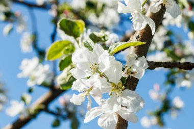 Bahçedeki mavi gökyüzü arka planında elma çiçeği