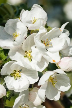 Baharda bahçede elma tomurcukları