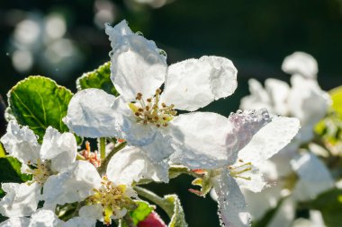 İlkbaharda bahçede yağmur damlalarıyla birlikte elma çiçeği.