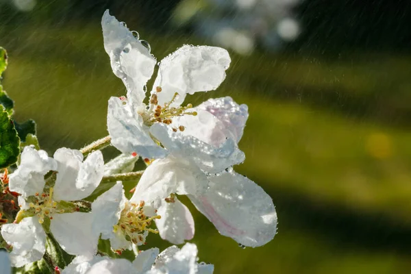 Apple Blossom Rain Garden Spring — Stock Photo, Image