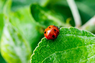 Baharda bahçede uğurböceği ve yağmur damlası olan elma yaprağı.