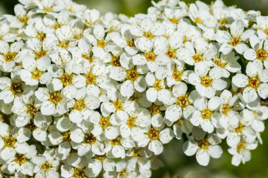 Çiçekli spirea çalısı. Bahar geldi. Spirea çiçeği.