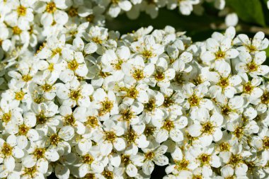 Çiçekli spirea çalısı. Bahar geldi. Spirea çiçeği.