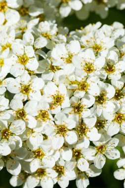 Çiçekli spirea çalısı. Bahar geldi. Spirea çiçeği.