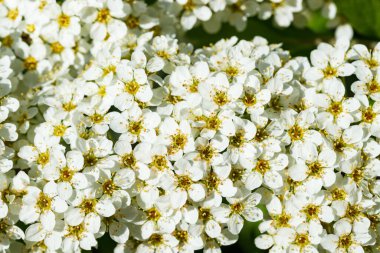 Çiçekli spirea çalısı. Bahar geldi. Spirea çiçeği.