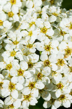 Çiçekli spirea çalısı. Bahar geldi. Spirea çiçeği.
