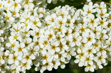 Çiçekli spirea çalısı. Bahar geldi. Spirea çiçeği.